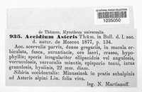 Aecidium asteris image